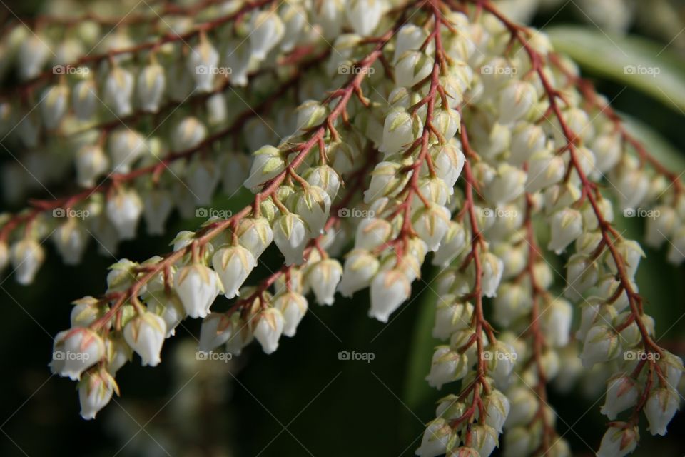 Flowers, delicate, white, hearts 