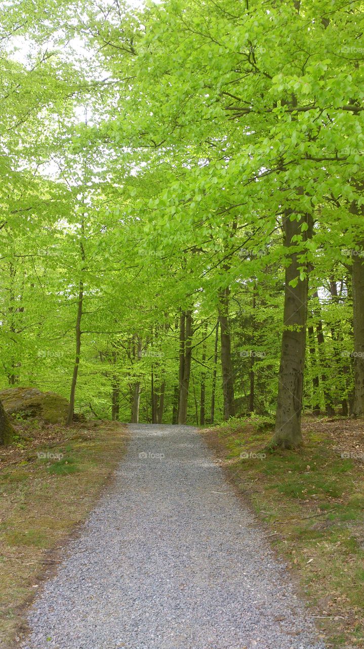 Beech woods in Springtime Sweden 