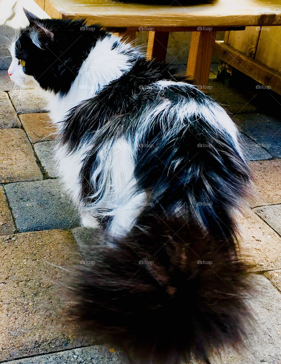 Tuxedo cat on bricks