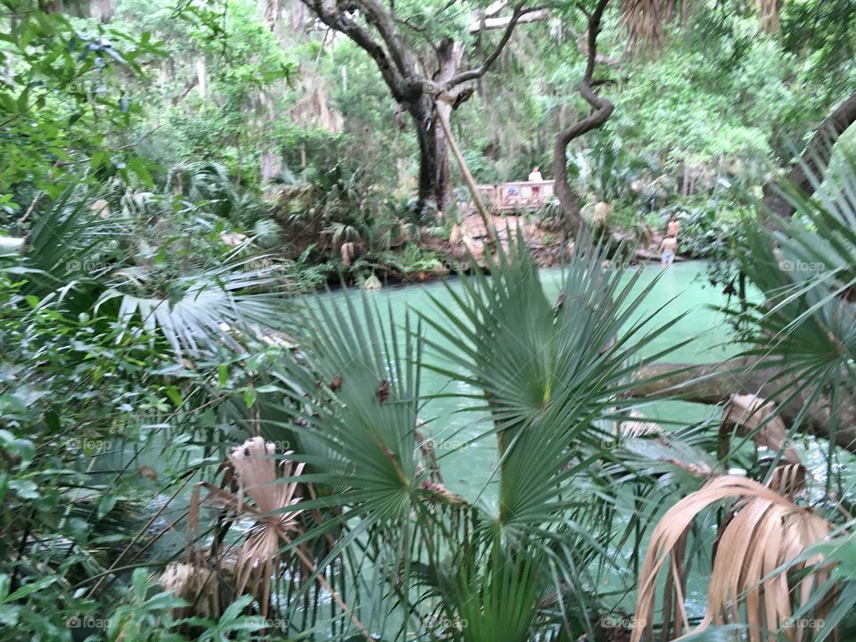  Green Springs Park Florida with green spring water 