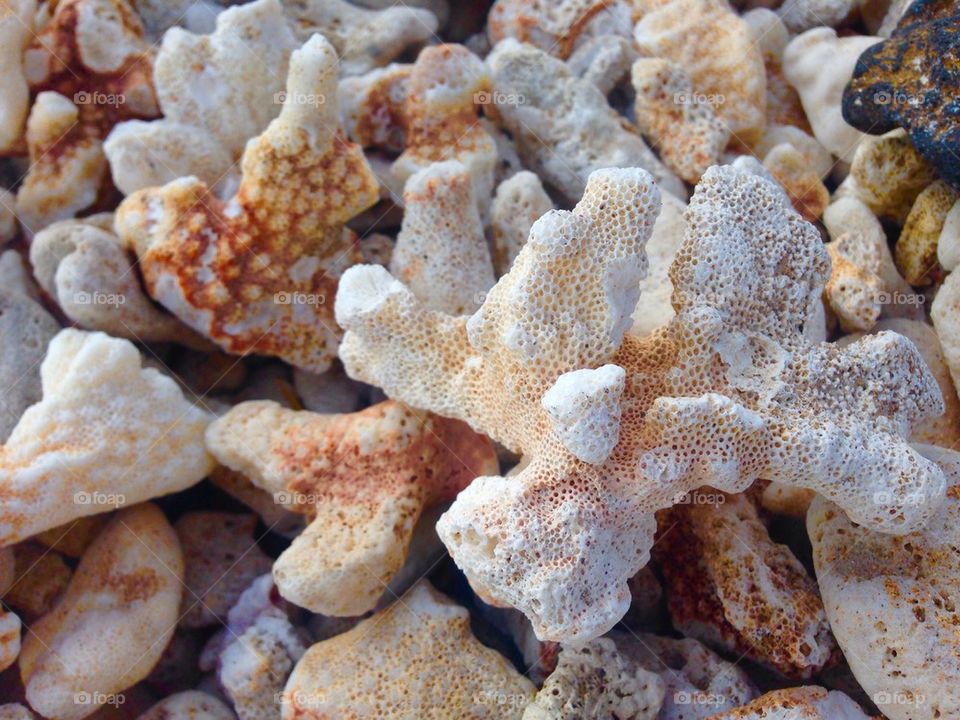 Beach coral 