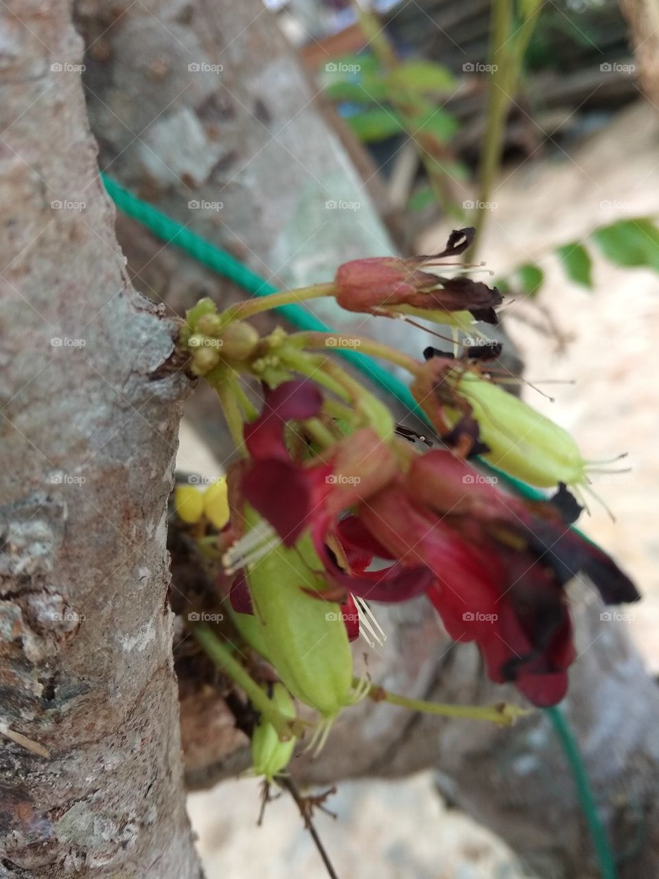 fruit star flower