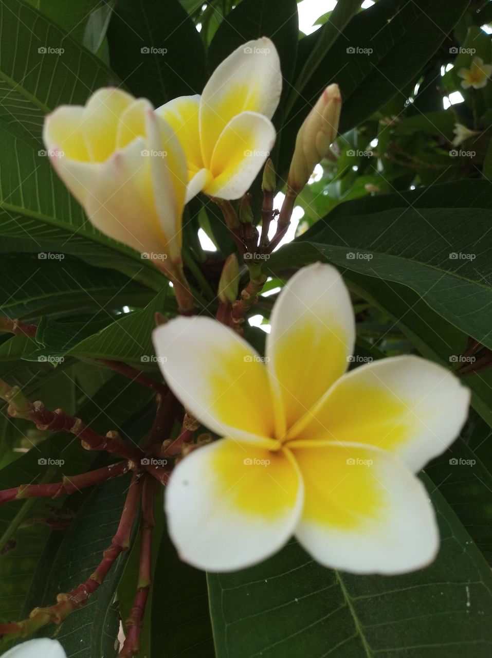 white and yellow flower seasonal fresh shurb small size shurb looks very beautiful generally found everywhere