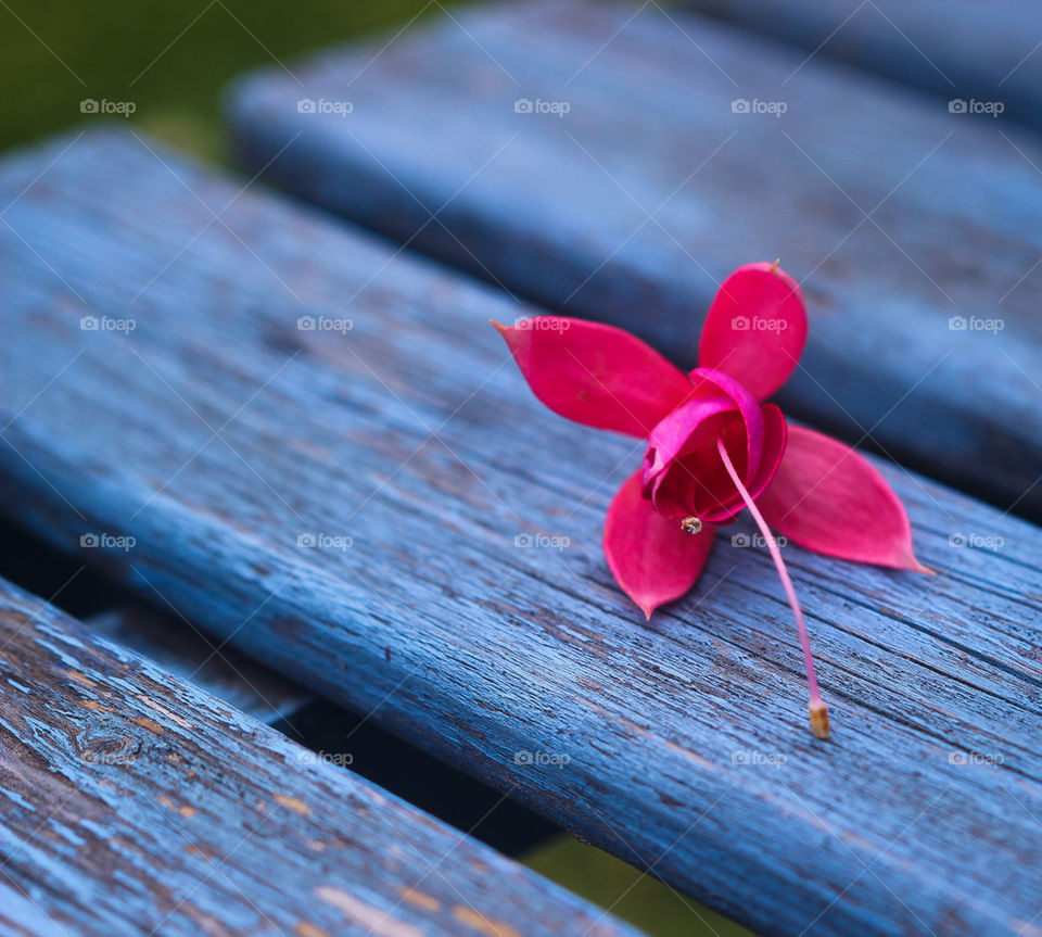 bench flower summer