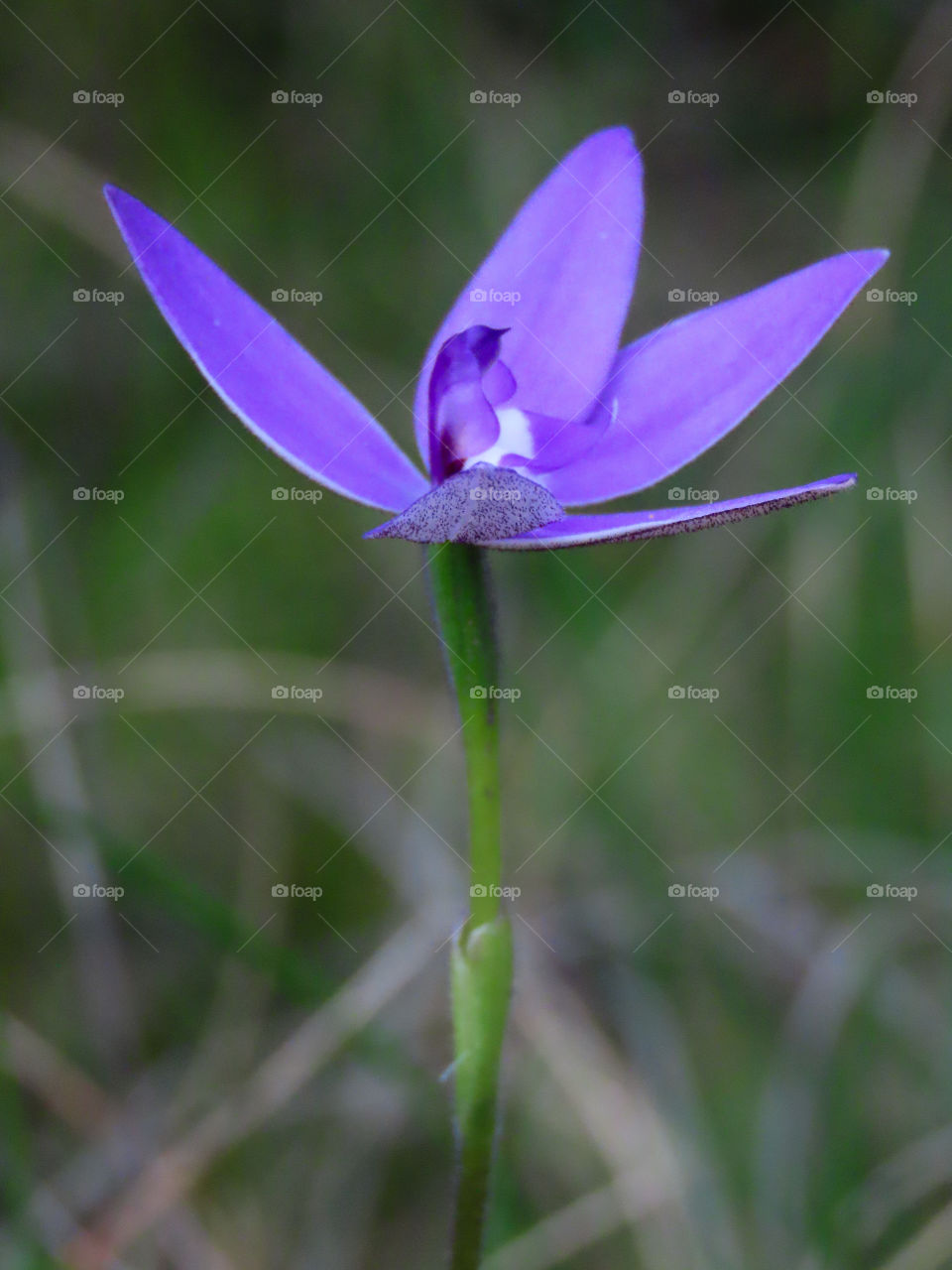 Purple flower portrait.