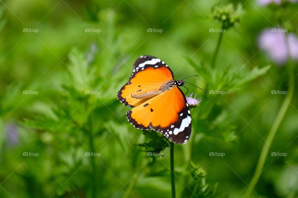 beautiful butterfly