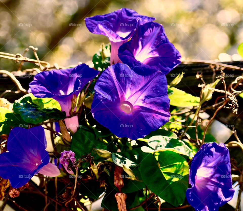 Blue violets 
