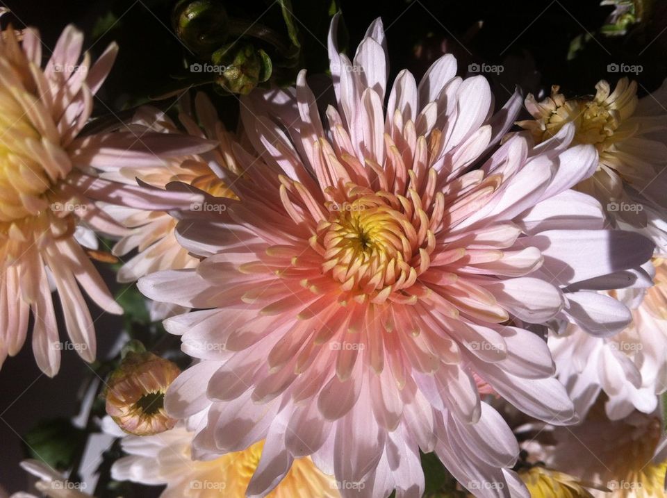 Chrysanthemum