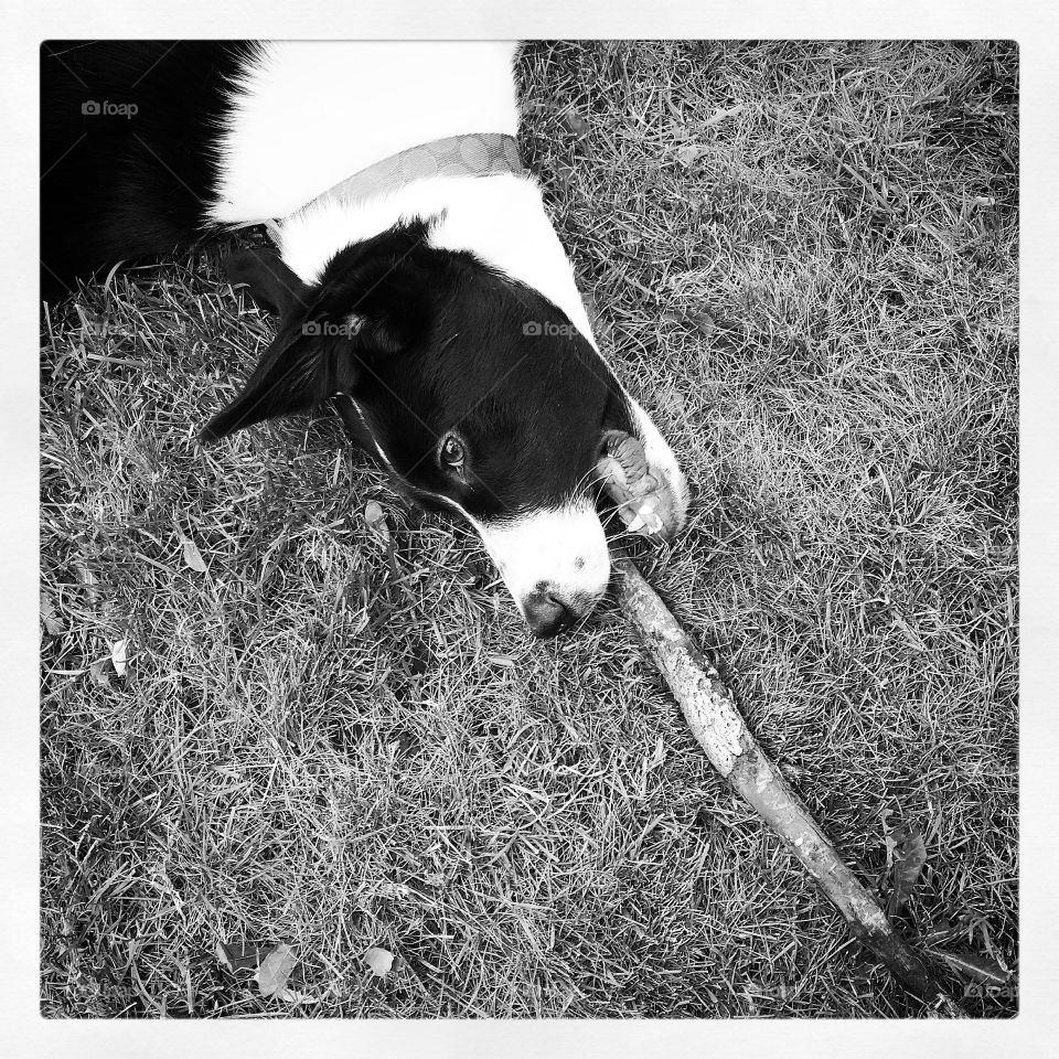 Dog and her stick
