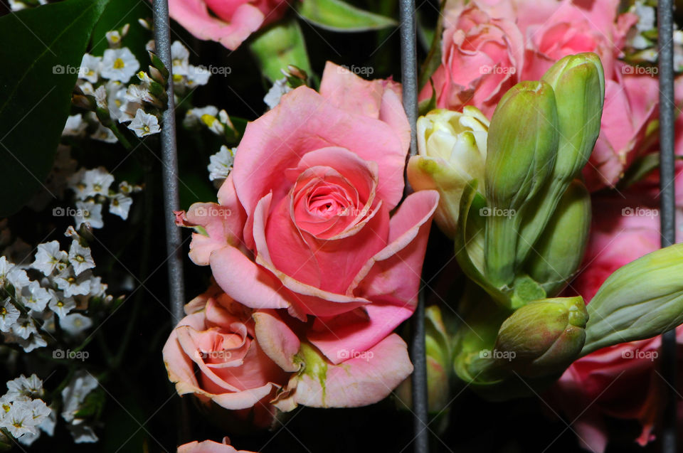 Red Rose flowers in the foreground