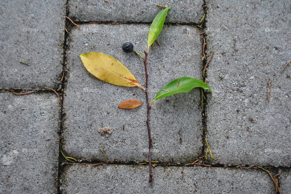 A beautiful branch with leaves on the ground