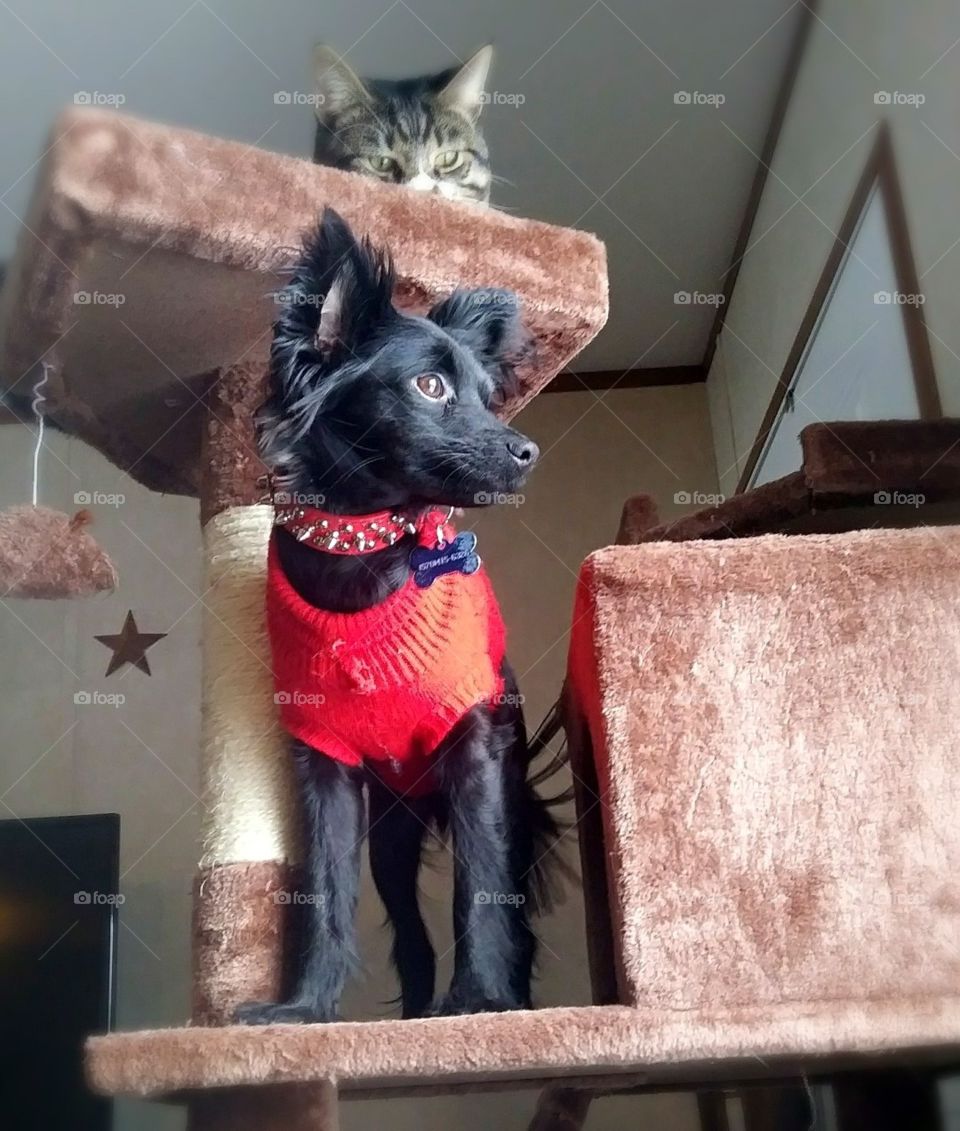Chihuahua and cat on a cat tree.