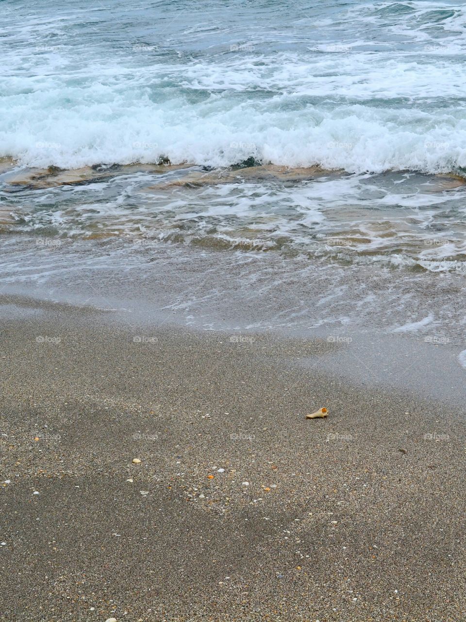 seashell and surf. seashell and surf