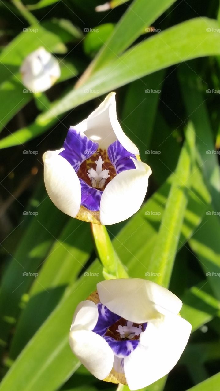 small white and purple flowers