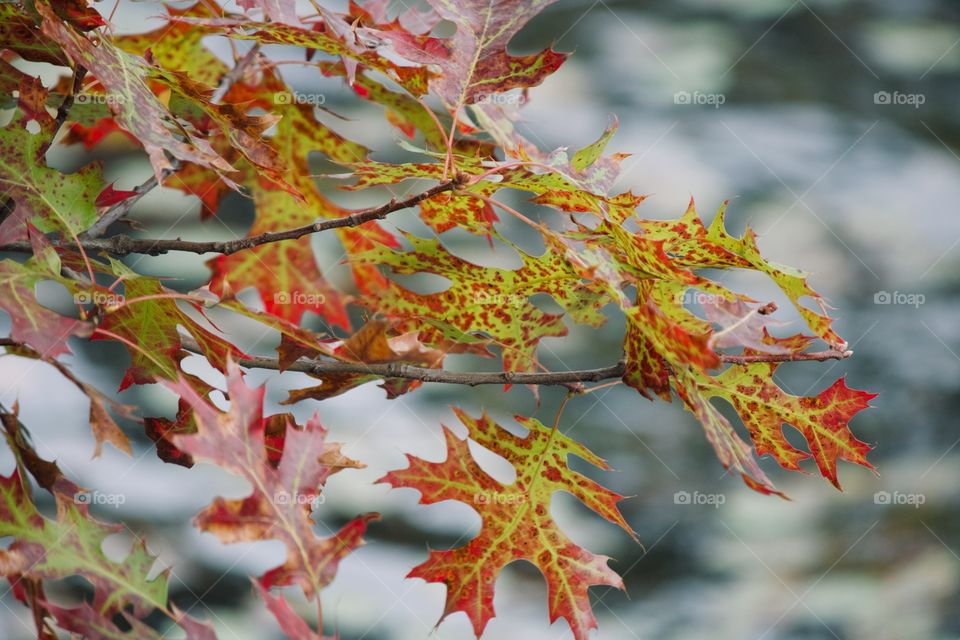 The colors of autumn 