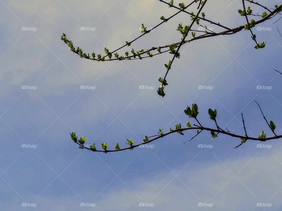 branches with new leaves