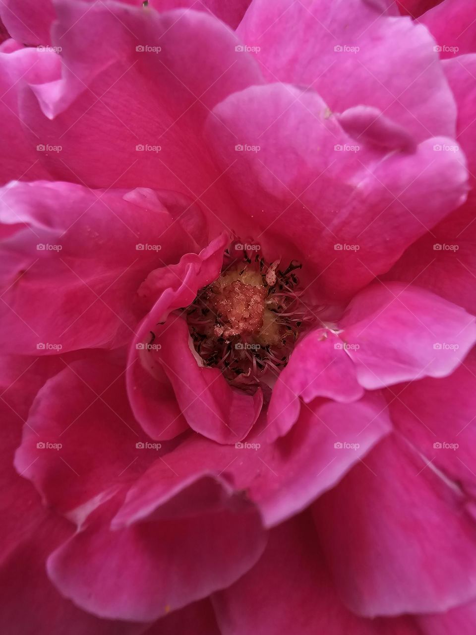 Pink Flower