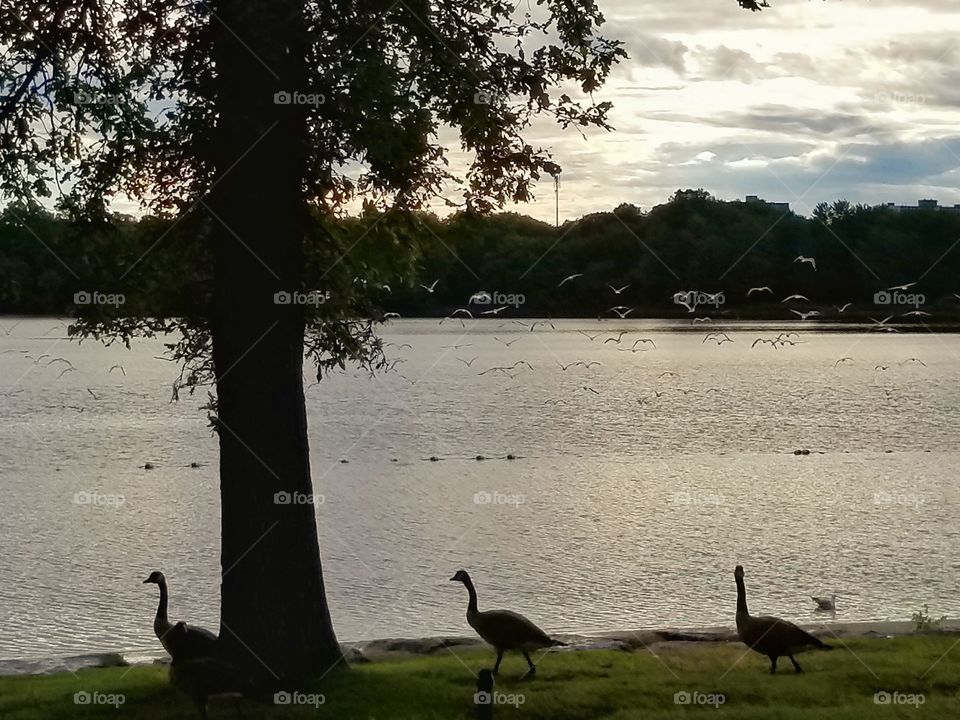Seagulls on a lake