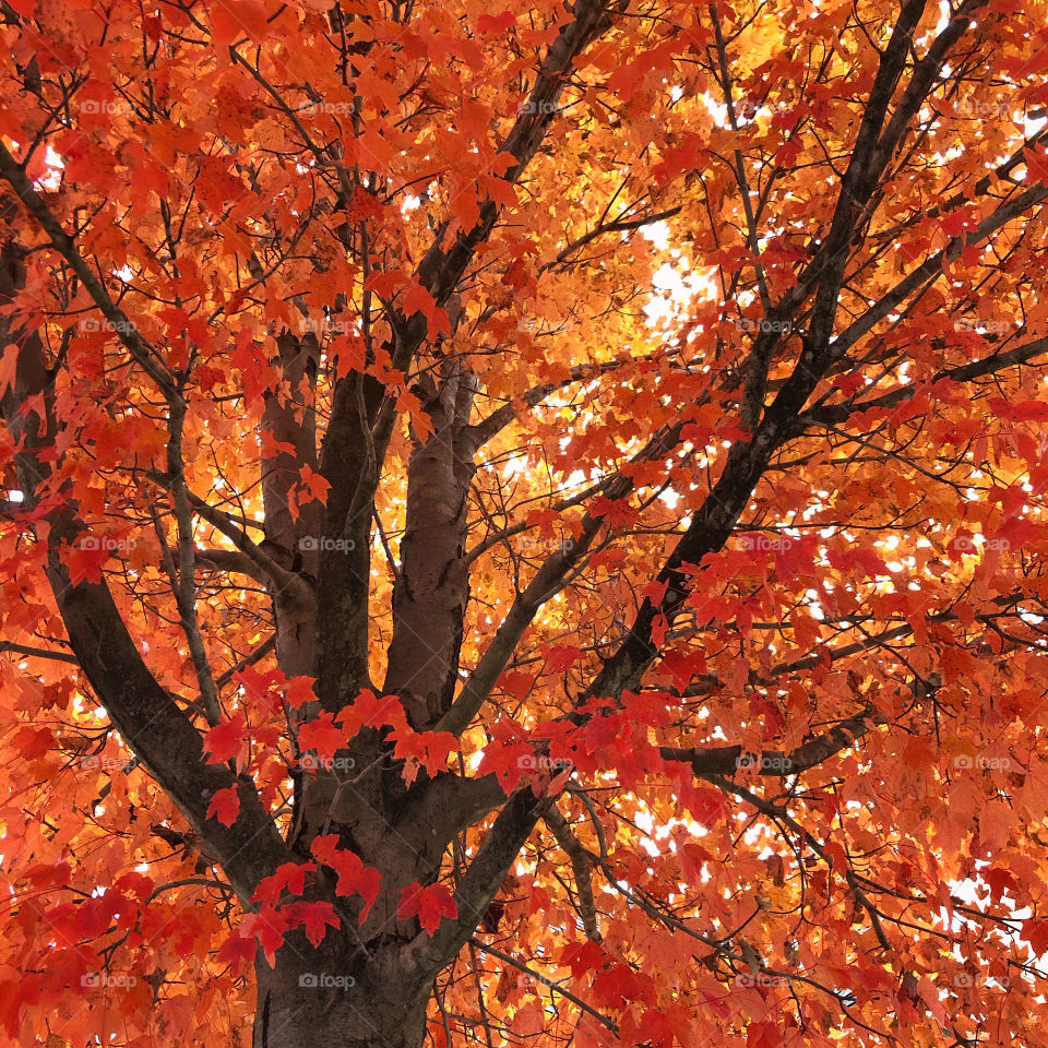 Orange Fall Leaves