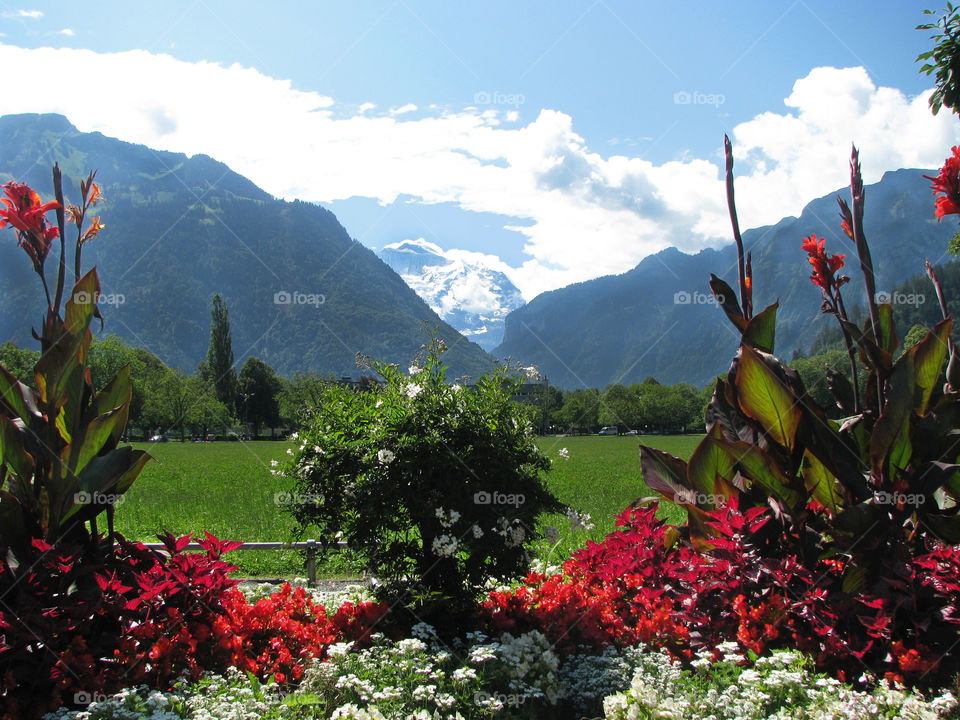 Flower garden with mountain backdrop