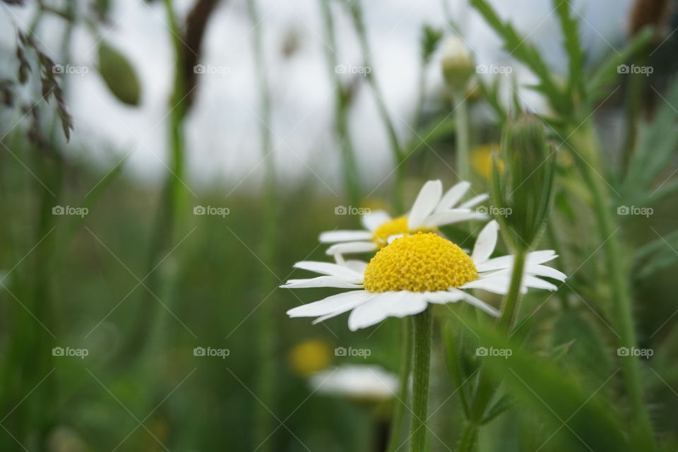 Close up of a daisy growing down by the riverbank 