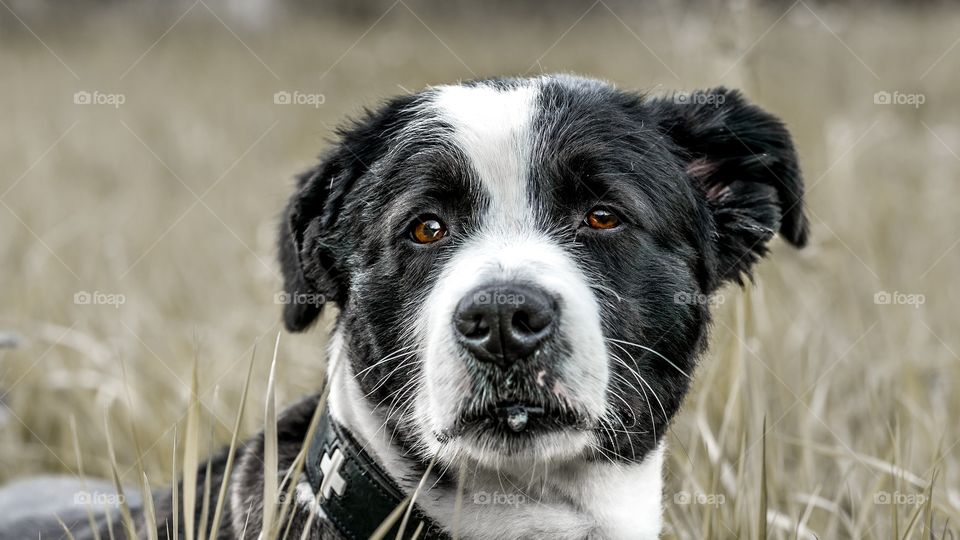 a black and white dog looking at camera