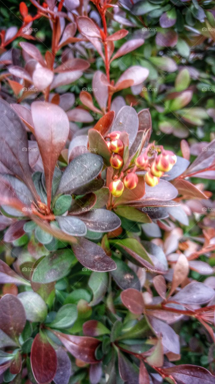 Buds on bush
