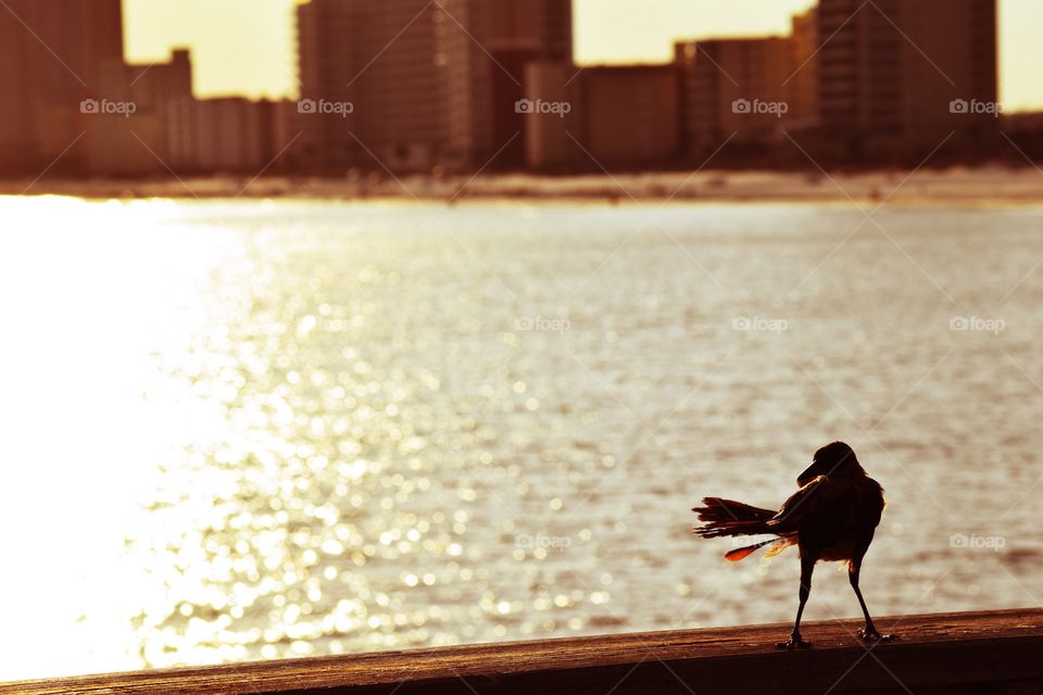 Bird on pier at sunset