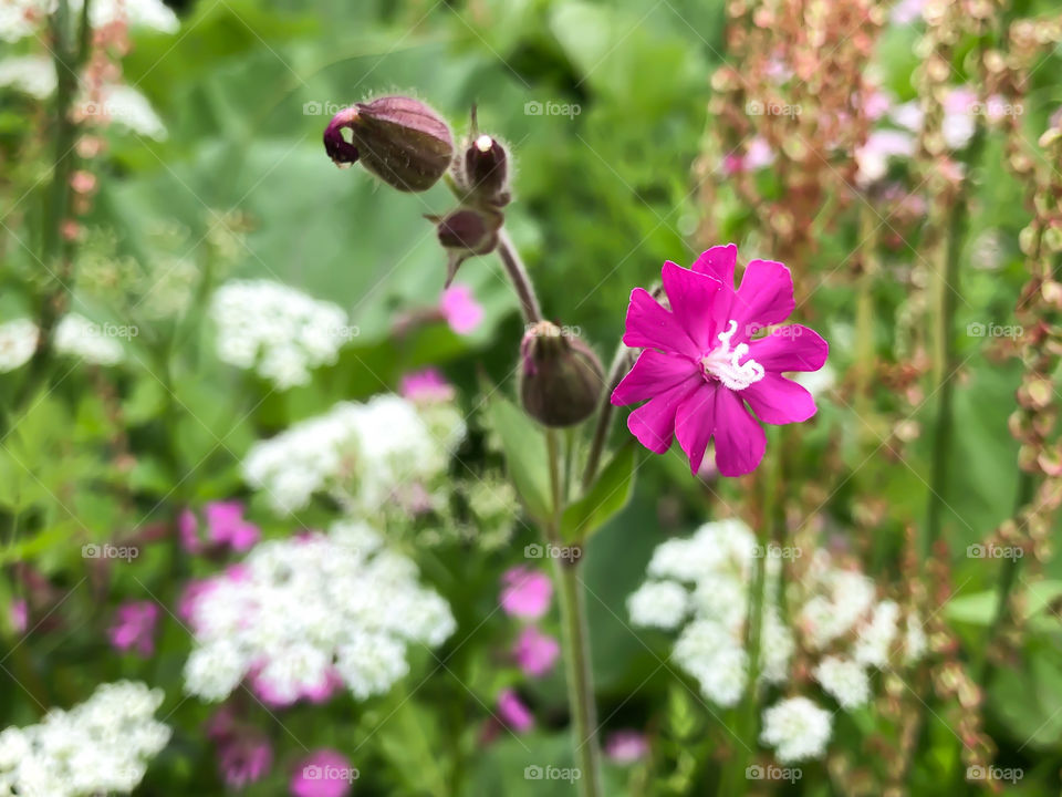 In the middle of the meadow 