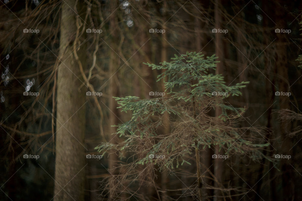 Nature forest details by manual Helios lens