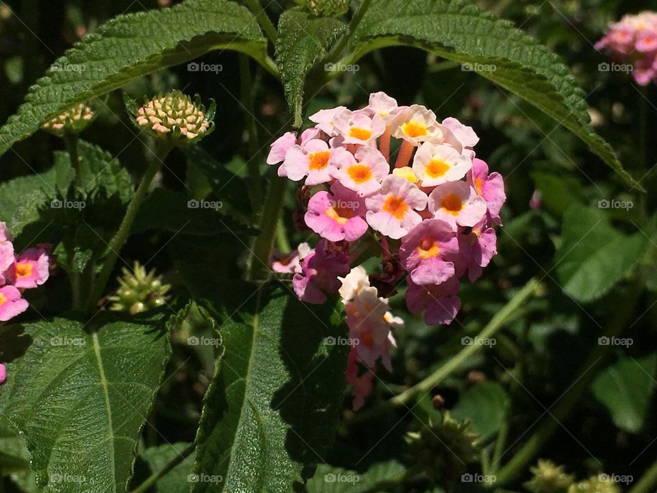 Pink and yellow Lantana flower budding and blooming 