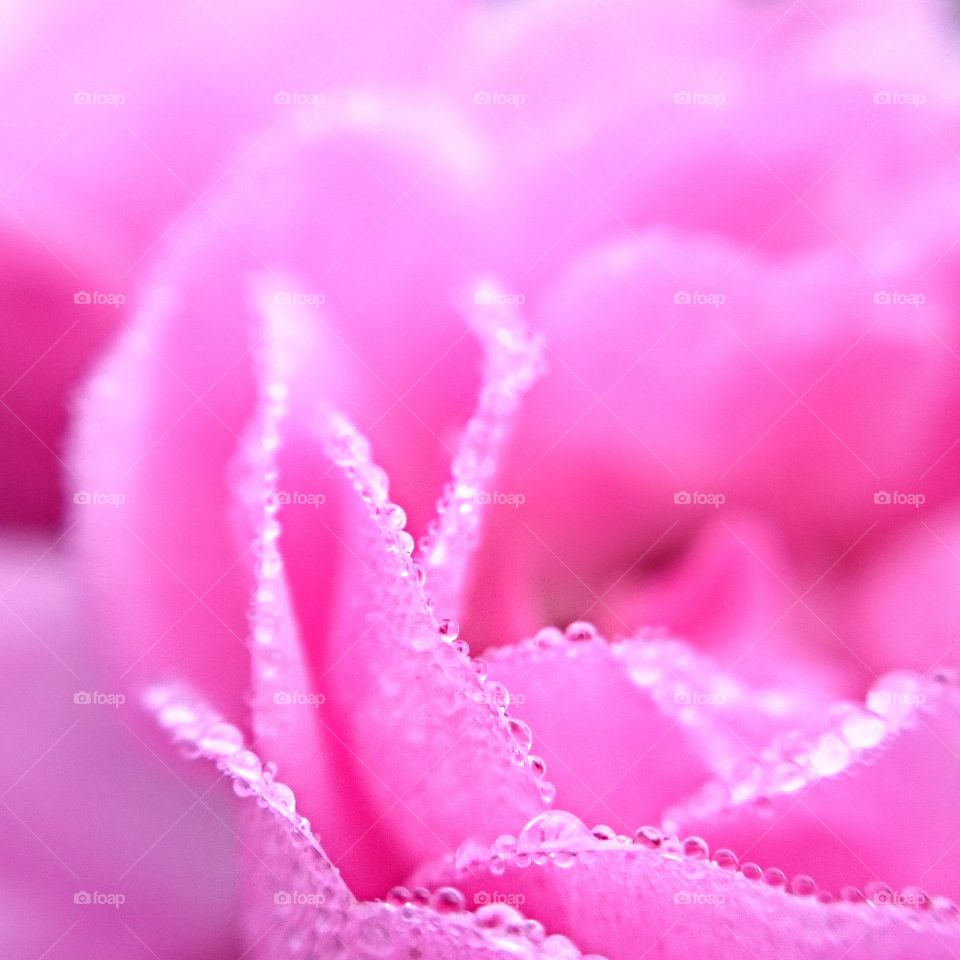 Rose macro. Pink rose macro