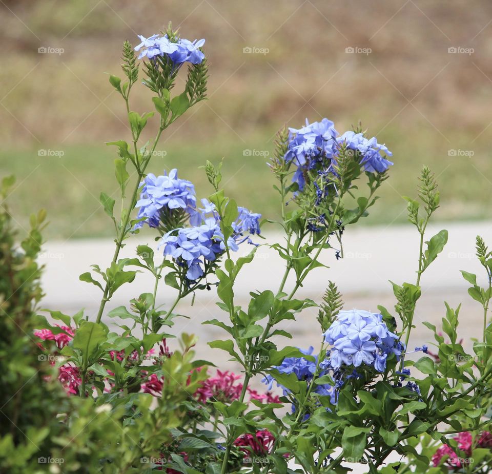 Blue Flowers