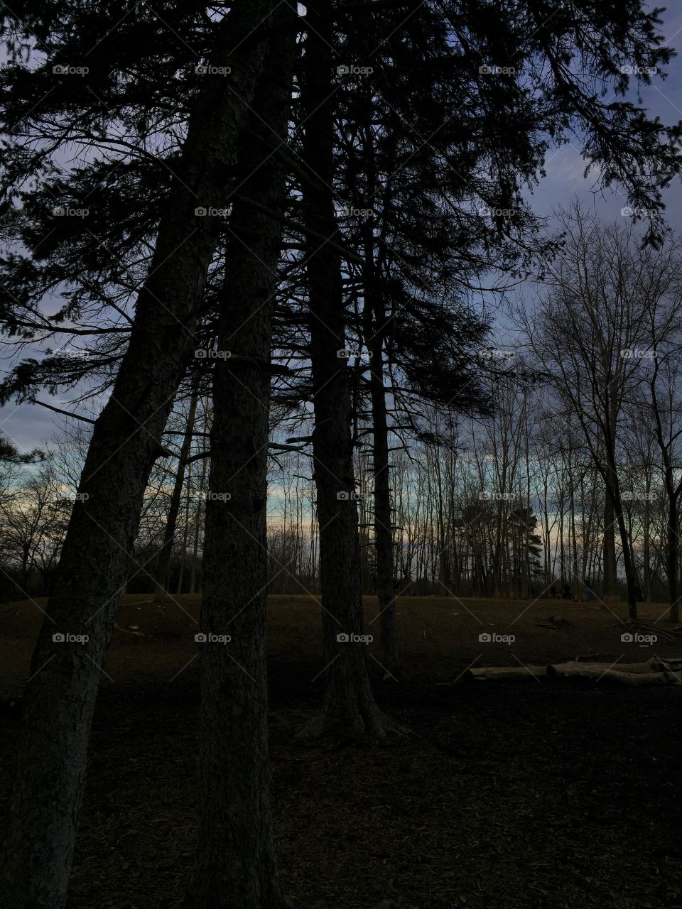Forest at dusk in winter 
