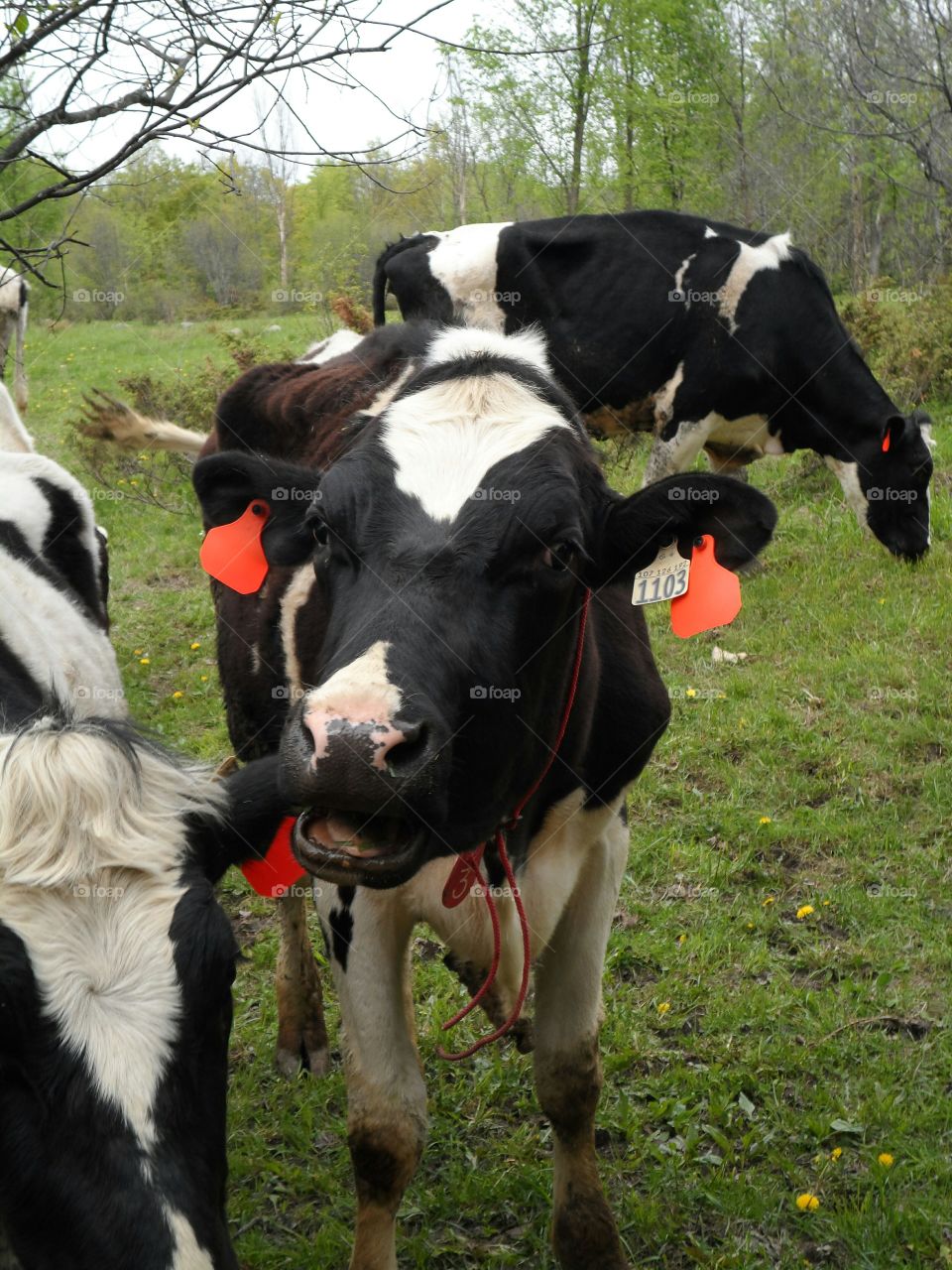 open mouth cow. cow with open mouth