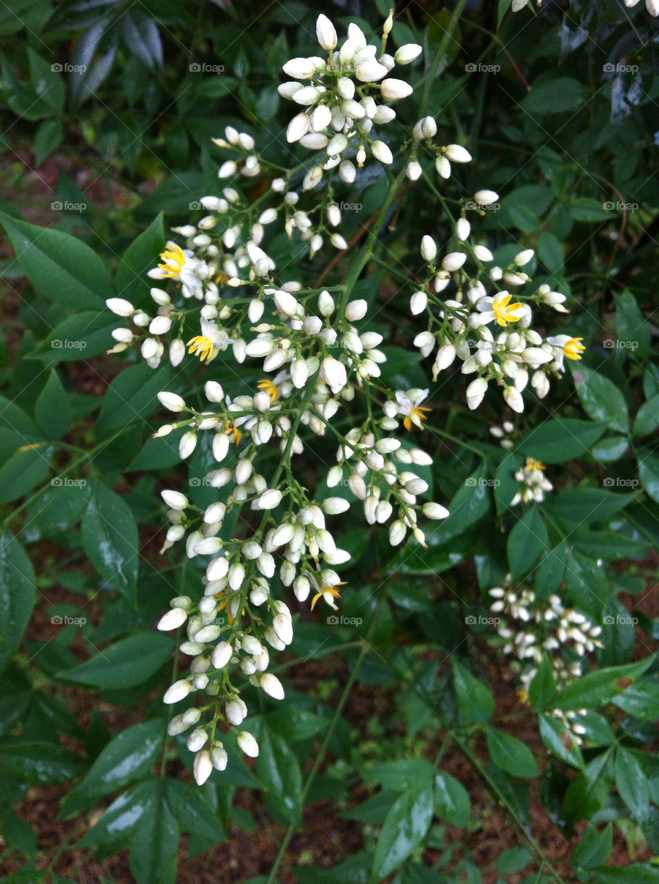 pure little white flower grape like by HIN