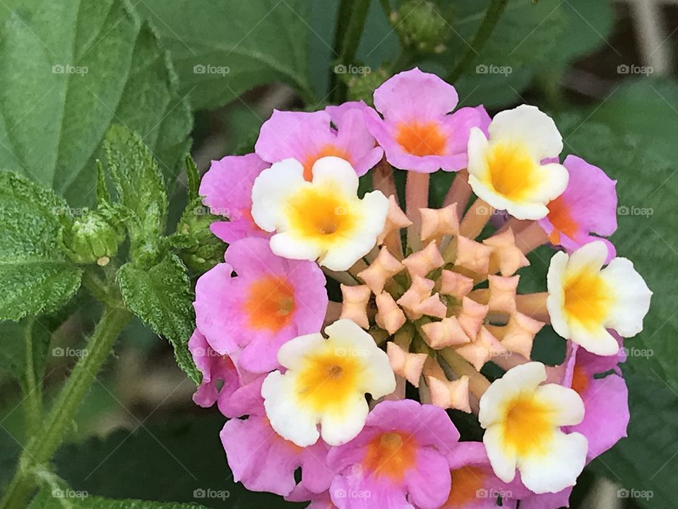 Lantanas