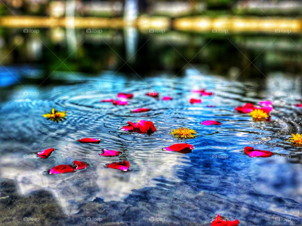Flower petals on water 
