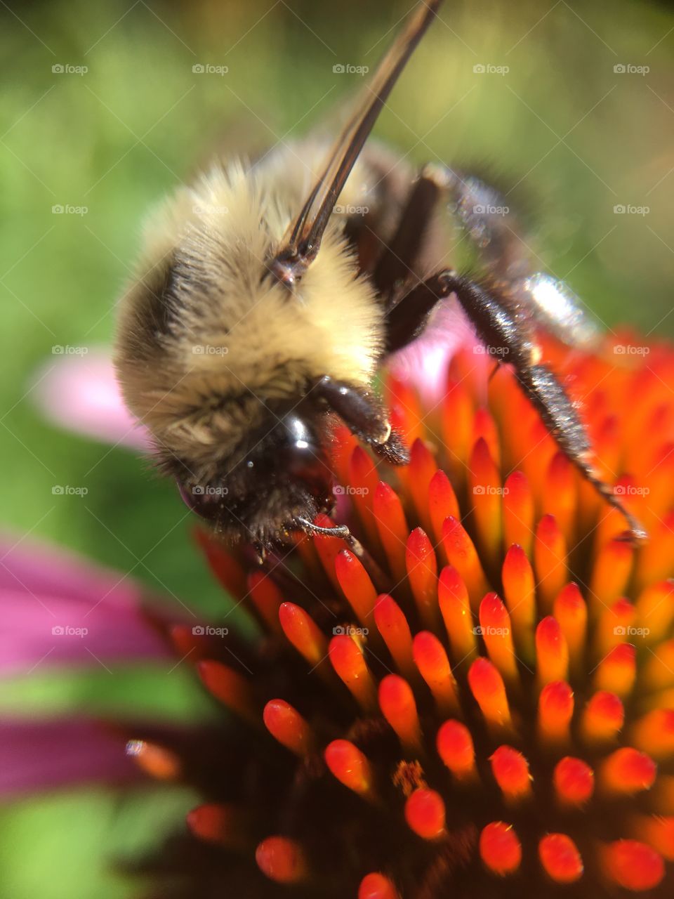 Bumblebee on orange coneflower