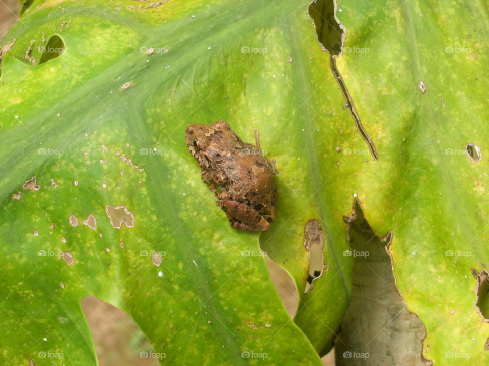 green nature leaf frog by izabela.cib