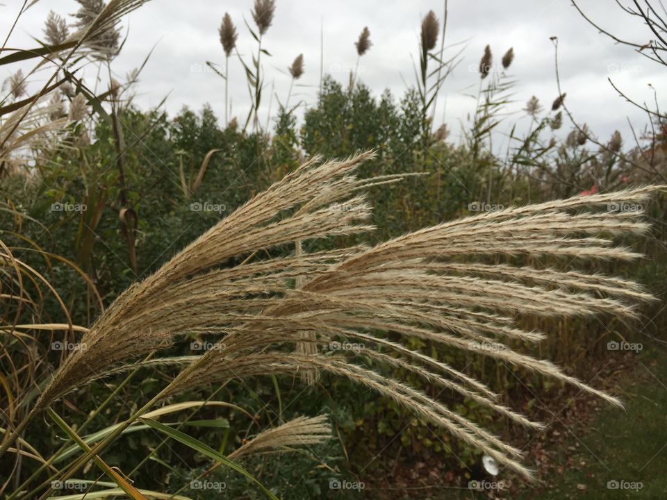 Wild Grass . Photographing Nature 