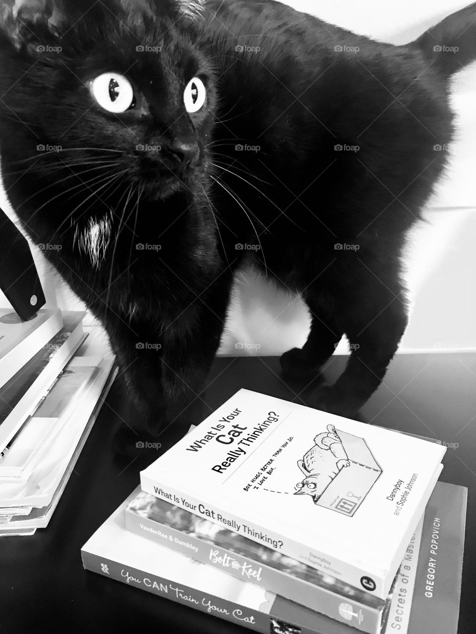 Black and white photo of various cat books stacked on top of each other with black cat in background. 