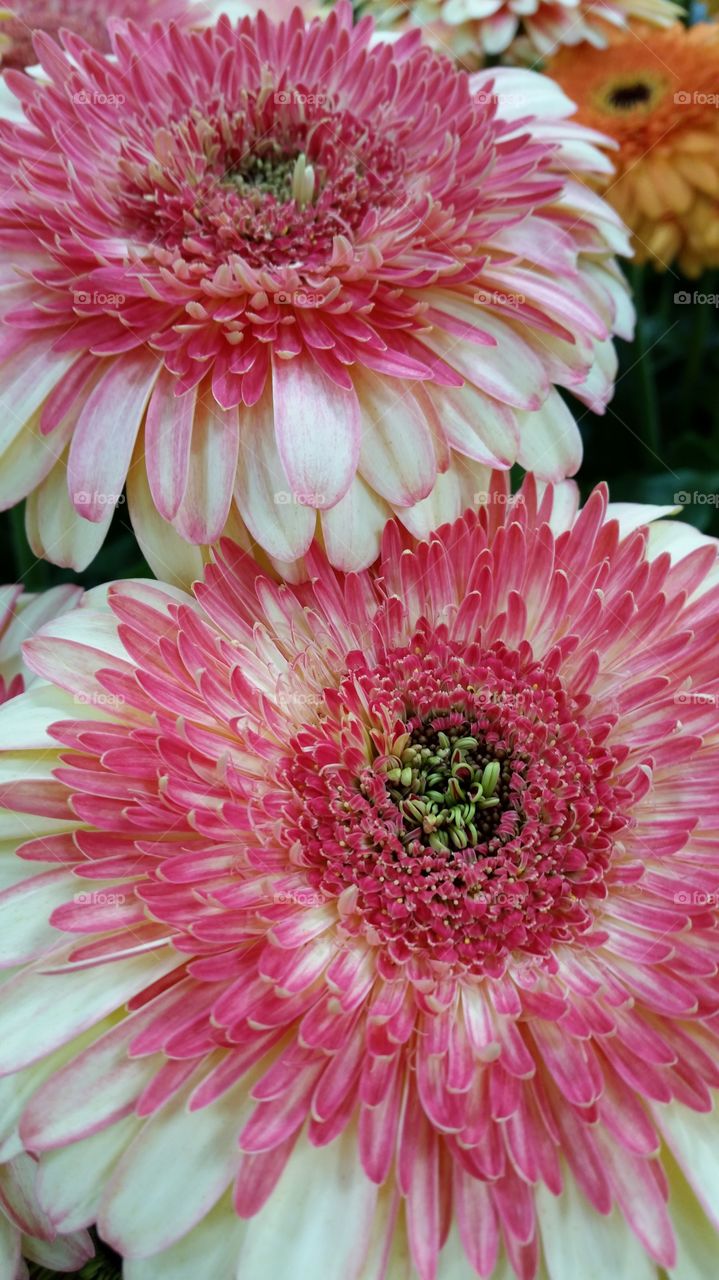 White and Pink Gerbera Daisies!