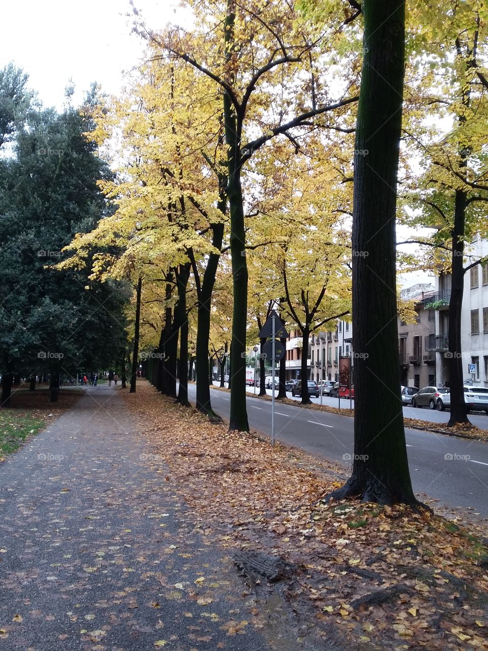 Alleyway autumn trees
