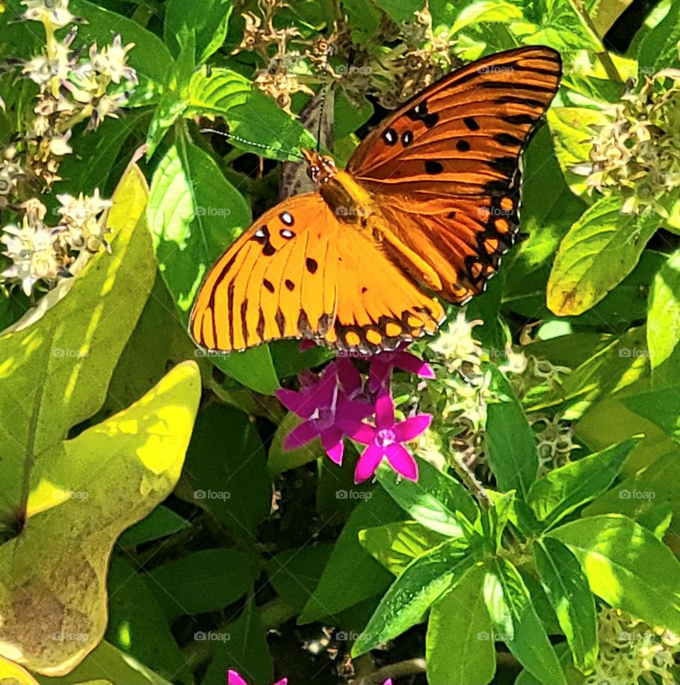 A beautiful bright colored butterfly