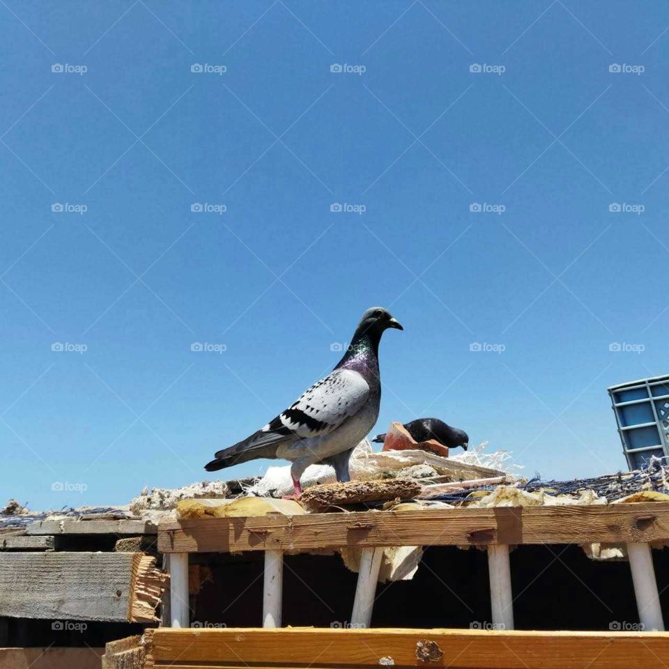 Beautiful bird on a roof.