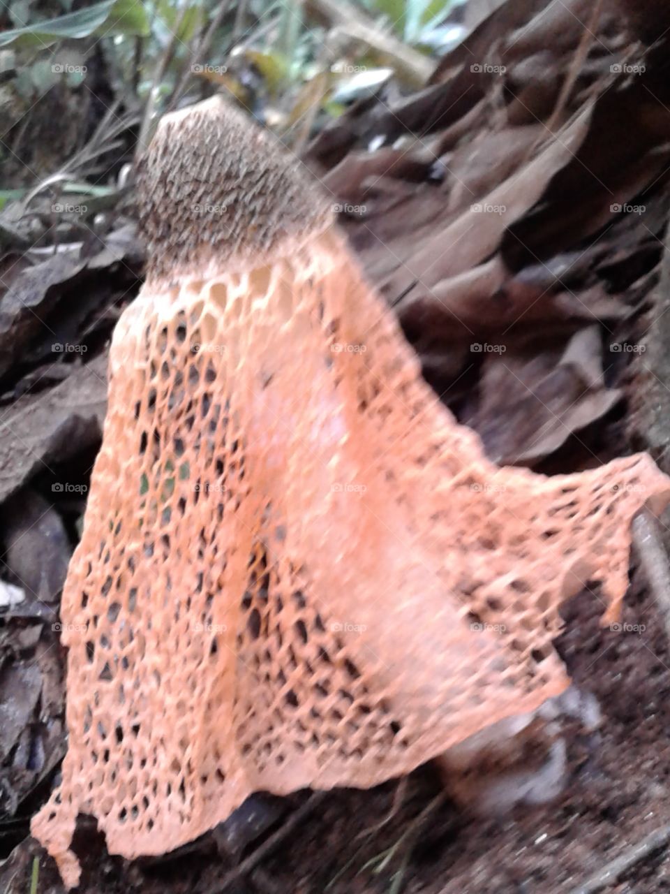 Mushroom species (Snake mushroom)