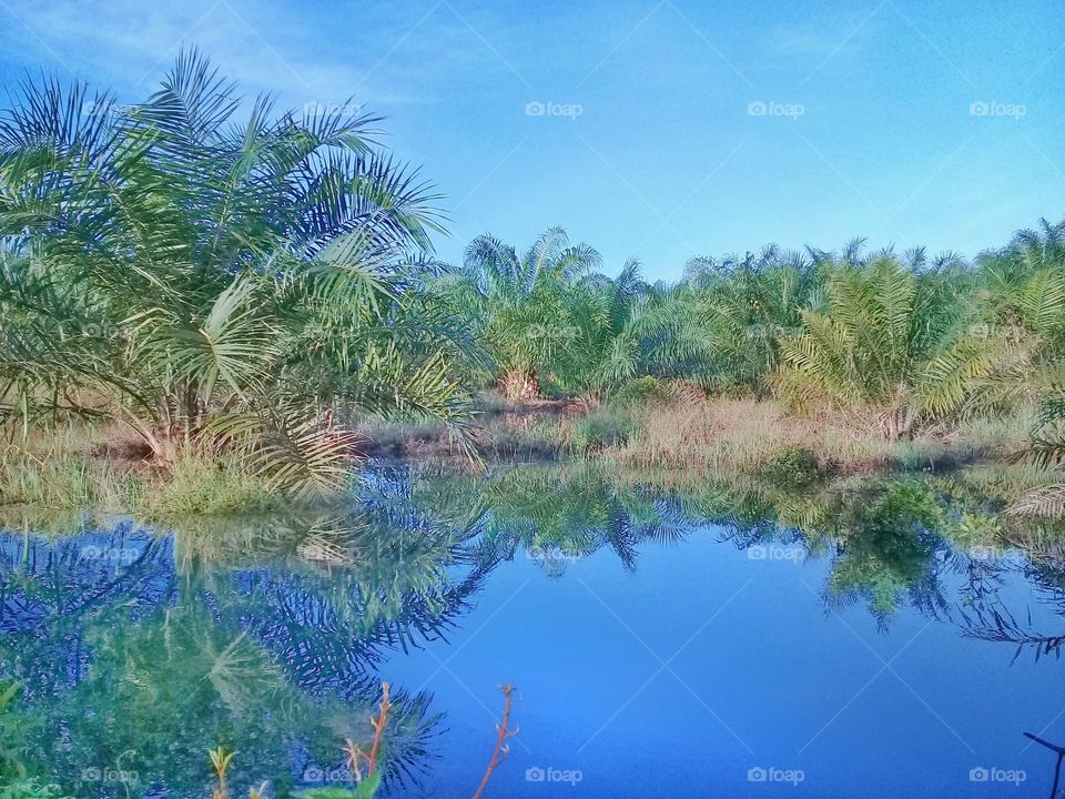 Planting oil palm trees in wetlands as an effort to turn them into productive land