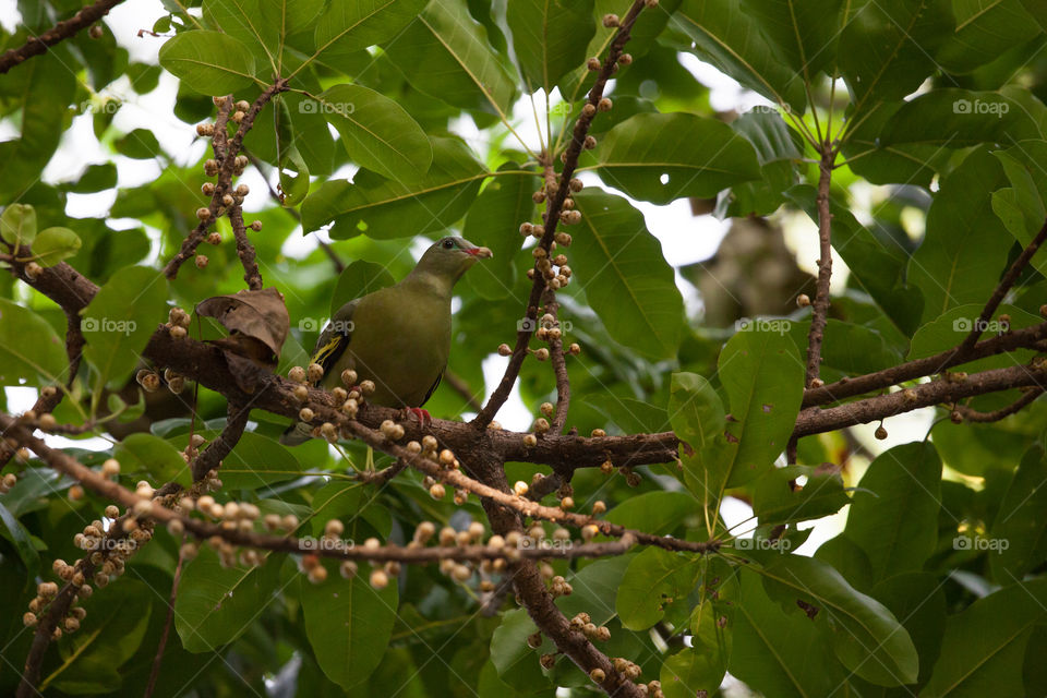 a colorful dove in Thai forest