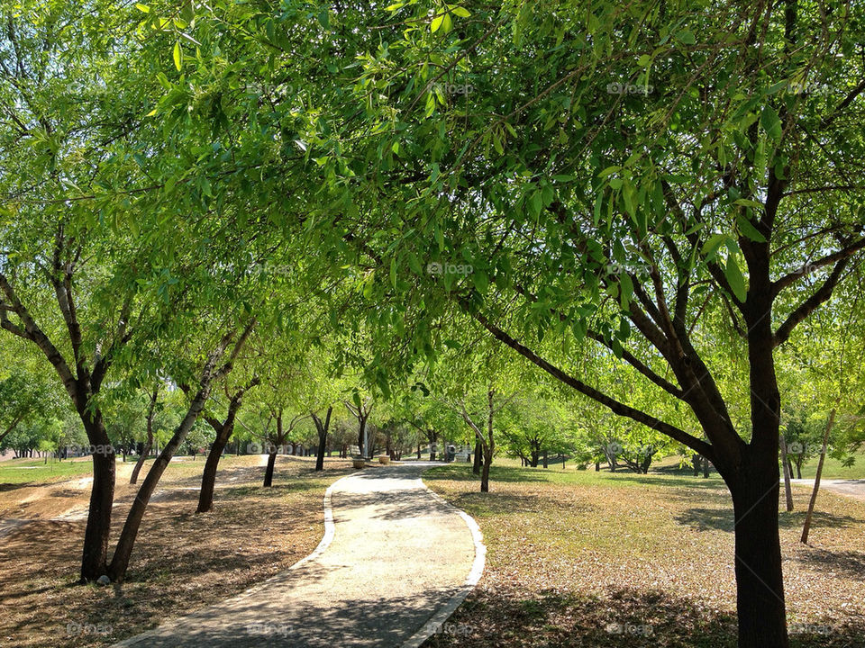 Walkway in park leading somewhere